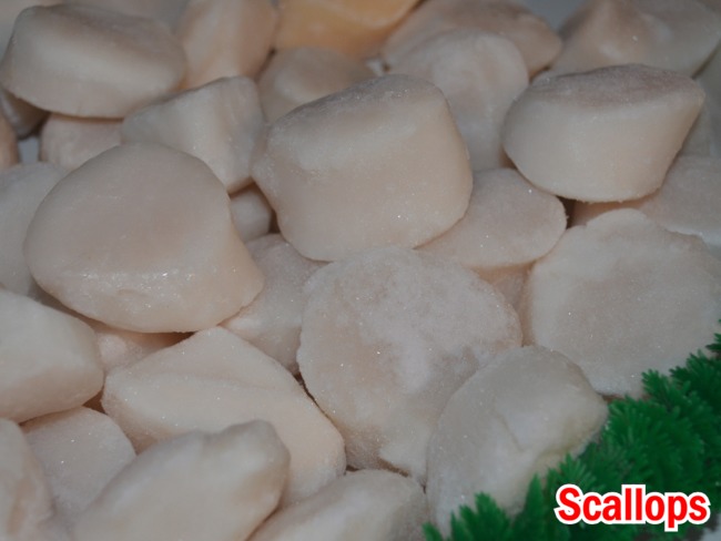 Frozen Scallops