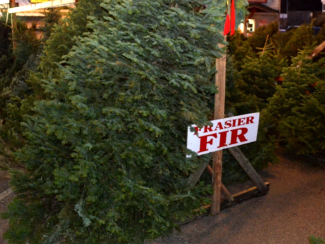 Frazier Fir Christmas Trees