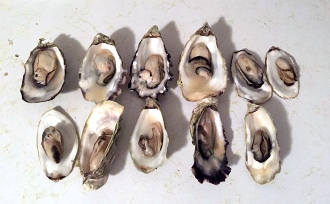 Oysters